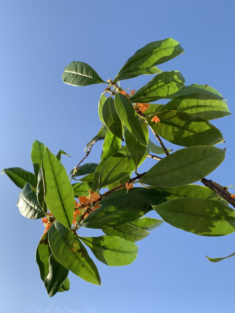 金木犀のシロップを